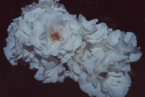 写真作品