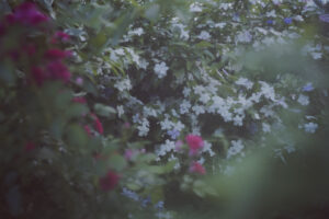 写真作品