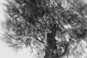 写真作品