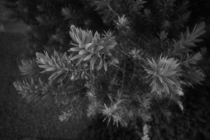 写真作品