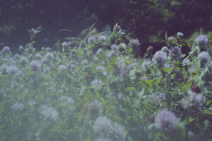 写真作品