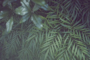 写真作品