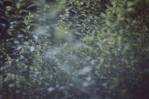 写真作品