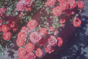 写真作品