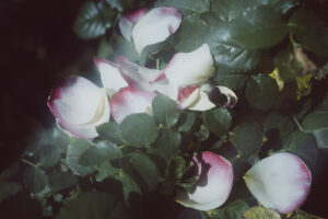 写真作品