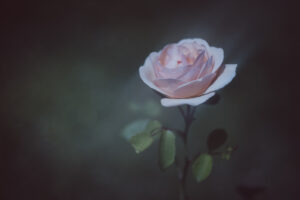写真作品