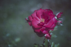 写真作品