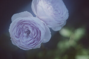 写真作品
