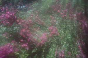 写真作品