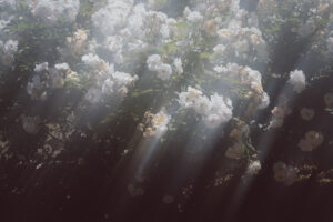 写真作品