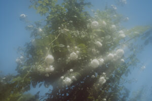 写真作品