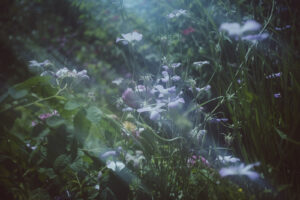 写真作品