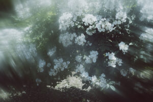 写真作品