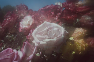 写真作品