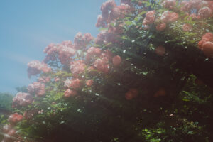 写真作品