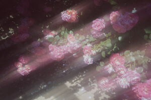 写真作品