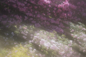 写真作品