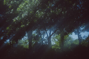 写真作品