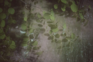 写真作品