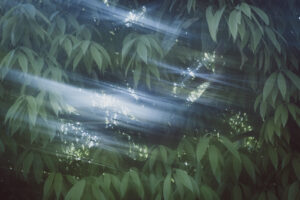 写真作品