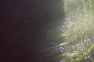 写真作品