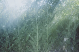 写真作品