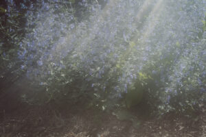 写真作品