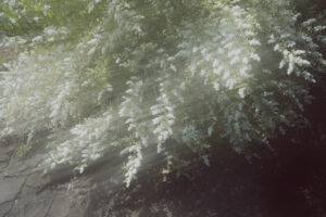 写真作品
