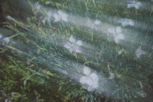 写真作品