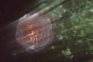 写真作品