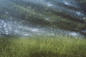 写真作品