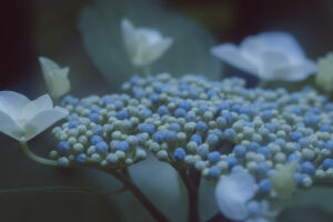 写真作品