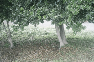 写真作品