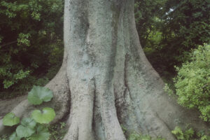 写真作品