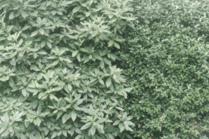 写真作品