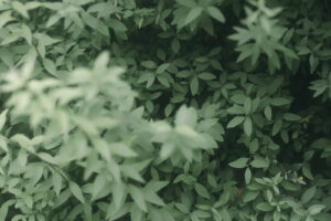 写真作品