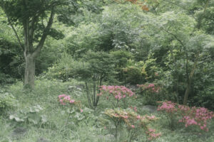写真作品