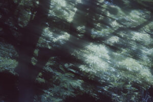 写真作品