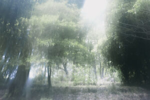 写真作品