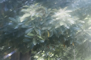 写真作品