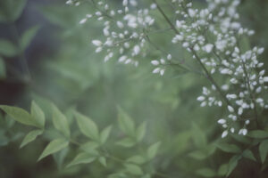 写真作品