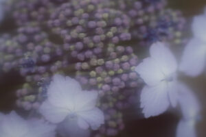 写真作品