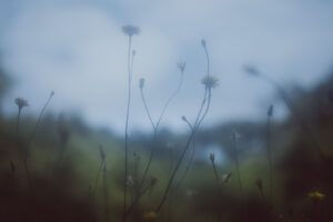 写真作品