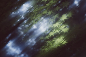 写真作品