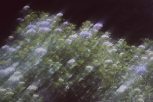 写真作品