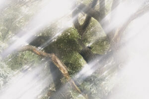 写真作品