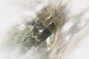 写真作品