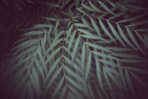 写真作品