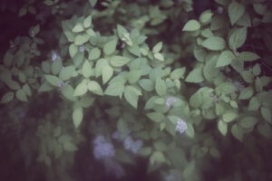 写真作品