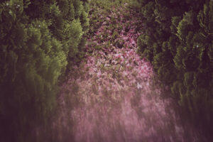 写真作品